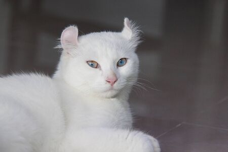 cattttttの写真素材