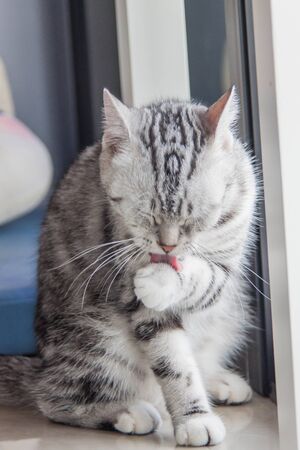 catttの写真素材