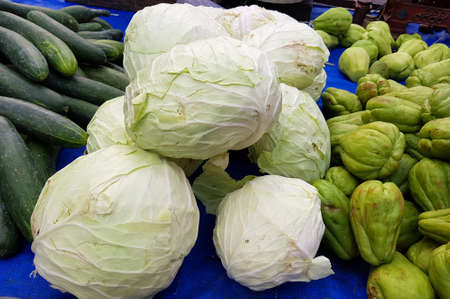 lot's cabbageの写真素材