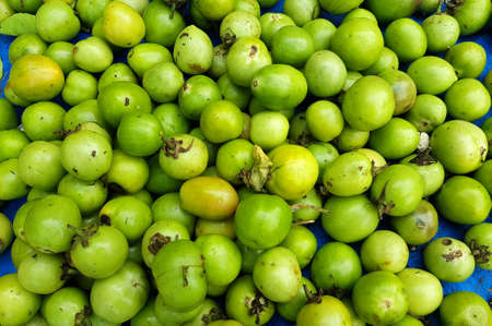 lot's of green tomatoesの写真素材