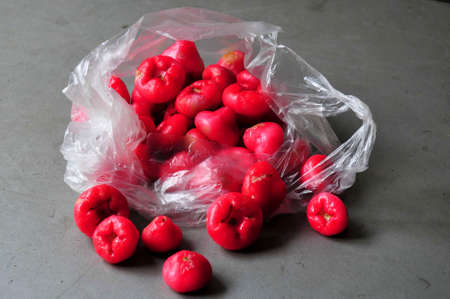 Malang, Indonesia - Jan 13, 2010 : A lot of red guava in a plastic bagの写真素材