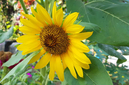 beautiful sunflowerの写真素材