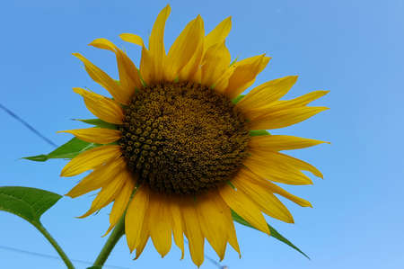 beautiful sunflowerの写真素材