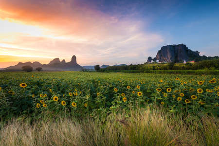 sunflower field at sunsetの写真素材