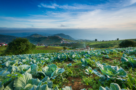 Cabbage field on high mountain with blue skyの写真素材