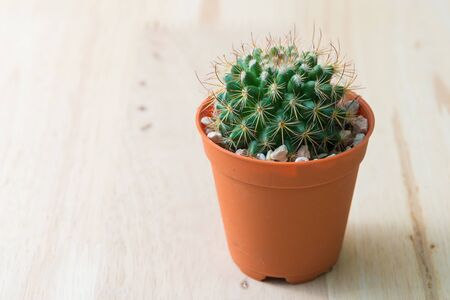 Cactus in pot on woody background vintage style processedの写真素材