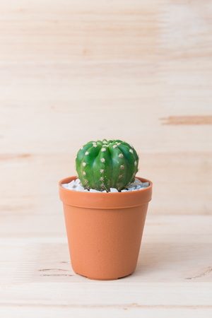 Cactus in pot on woody backgroundの写真素材