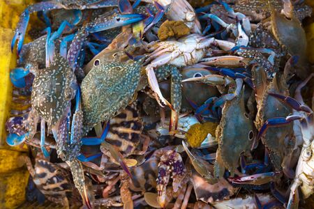 Crabの写真素材