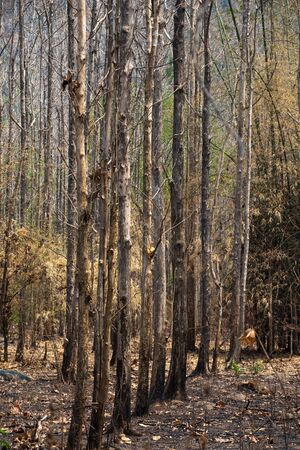 Nature ash, burning forest, fireman working, after bushfireの写真素材