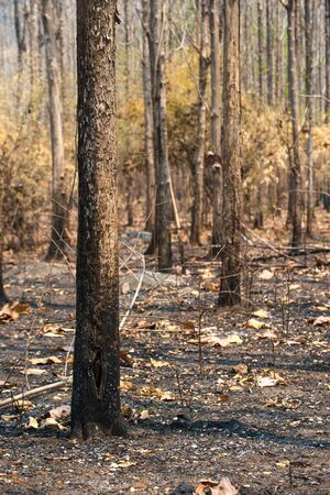 nature ash, burning forest, fireman working, after bushfireの写真素材
