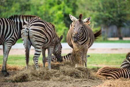 Zebrasの写真素材