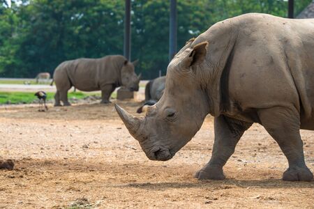 White rhinoceros, Ceratotherium simum, with big horn, Africaの写真素材