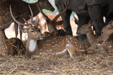 Fallow deerの写真素材