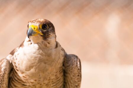 Saker falcon. Falco cherrug. Falcon close up in Arabの写真素材