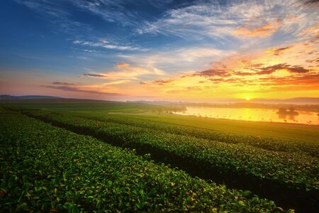 Landscape view of sunrise at green tea fieldの写真素材