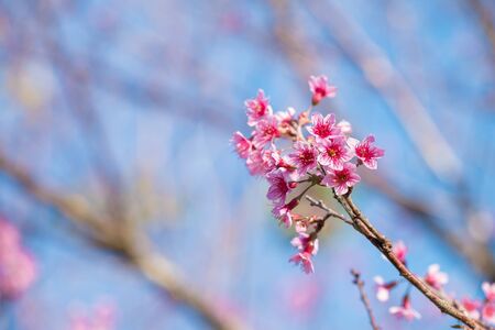 Spring blooming cherry blossom, Pink flowerの写真素材