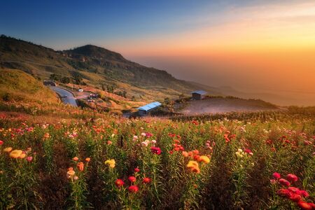 Beautiful view of Phu Tub Berk hill with flower field in morning in sun light in morning. Phu Hin Rong Kla National Park in Thailandの写真素材