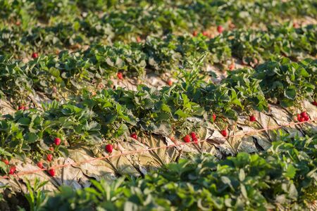 Strawberry field, Agriculture in northern of Thailandの写真素材