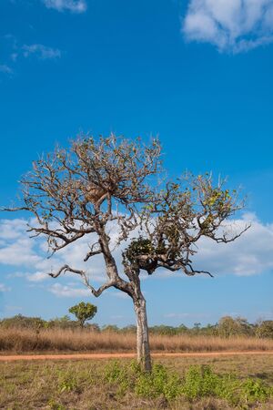 Alone dying treeの写真素材