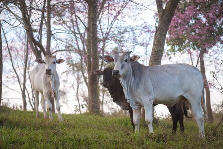 Cow in field, scene of outdoor farming on Phu lom lo hill, Phu hin rong kha national park in Loei province, Thailandの写真素材