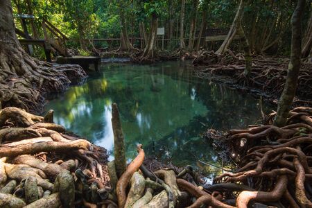 Emerald pool in Krabi, Famous placeの写真素材