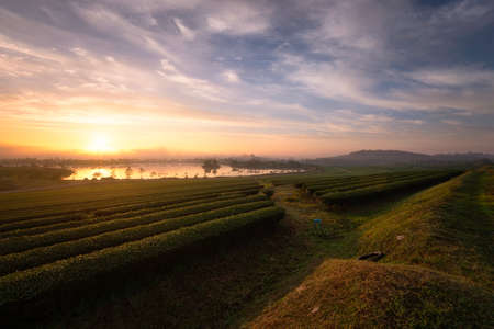 Tea terrace field in Chiang Rai, Thailand.の写真素材