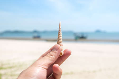 Beach shells held by hands in a tropical paradiseの写真素材