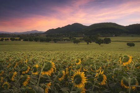 field of blooming sunflowers on a background sunsetの写真素材