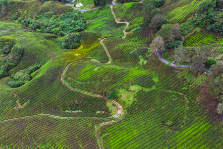 Drone view of Tea plantation in Cameron highlands, Malaysiaの写真素材
