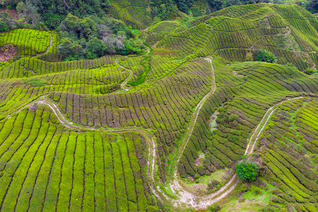 Drone view of Tea plantation in Cameron highlands, Malaysiaの写真素材