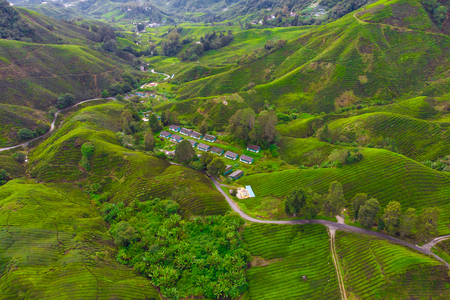 Drone view of Tea plantation in Cameron highlands, Malaysiaの写真素材
