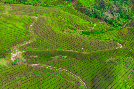 Drone view of Tea plantation in Cameron highlands, Malaysiaの写真素材