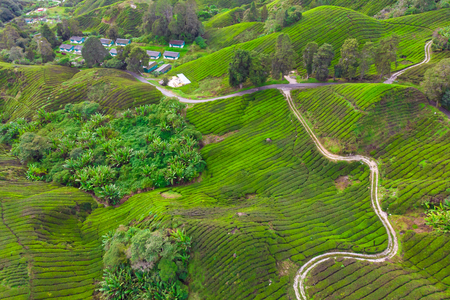 Drone view of Tea plantation in Cameron highlands, Malaysiaの写真素材
