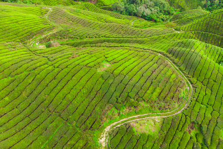 Drone view of Tea plantation in Cameron highlands, Malaysiaの写真素材