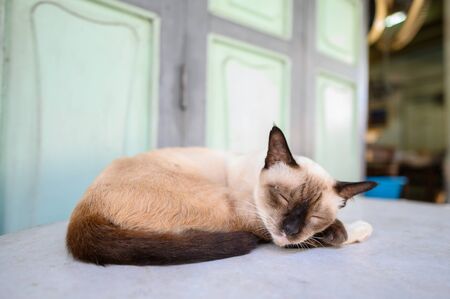 Close up image of stray sleeping kittenの写真素材