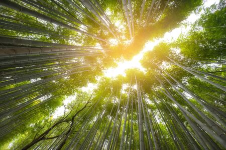 Bamboo forest in Kyoto Arashiyama park, Japanの写真素材