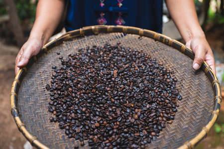Fresh roasted coffee been in Thailandの写真素材