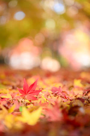 Falling Autumn leaves on ground with beautiful bokeh in backgroundの写真素材