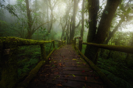 Ang Ka Luang Nature Trail at Doi Inthanon National Park Chiang Mai, Thailand