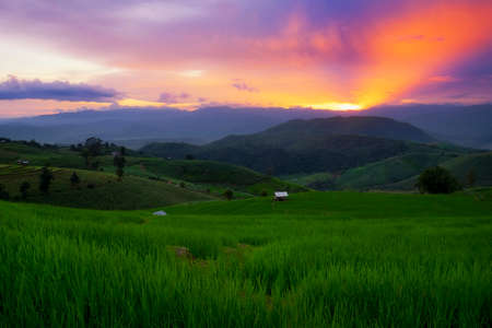 Beautiful scene of terraced rice field in Ban Pa Bong Piang village in Chiang Mai province, Thailandの写真素材