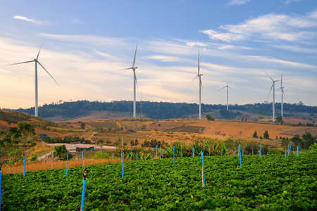 Windmill farm for electricity production. Wind power turbines generating clean renewable energy for...