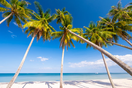 Beautiful tropical sand beach and coconut trees with blue sky in Thailandの写真素材