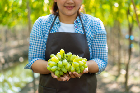 Farmer presenting ripe green grapes in vineyardの写真素材
