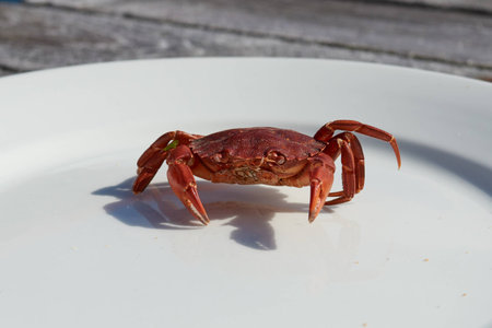 Crab that ended his life on a plate.の写真素材