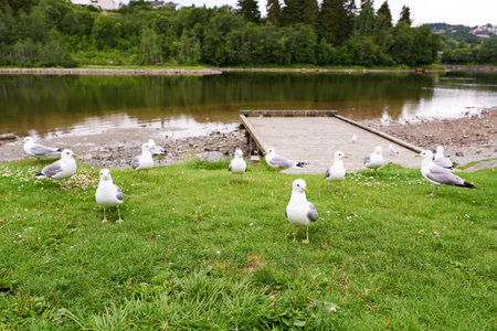 A flock of seagulls walking on the ground looking for food.