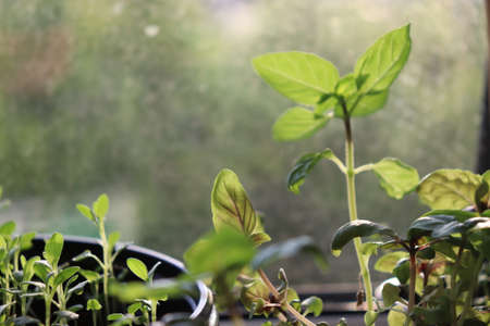 plants in pots macro viewの写真素材