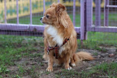 cute dog chihuahua red coloringの写真素材
