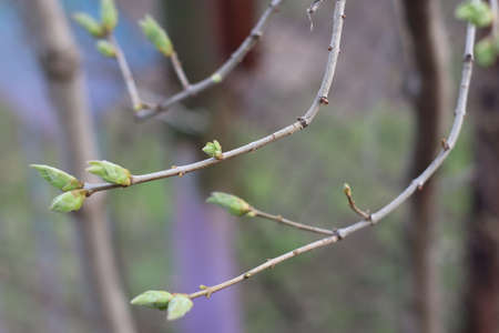 spring buds bloom on trees macro shot