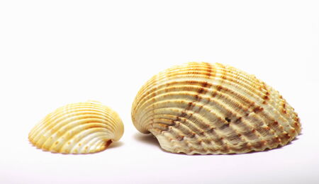 shells