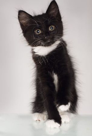 Cute little kitten on a grey background.の写真素材